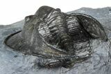 Gorgeous Scotoharpes Trilobite - Boudib, Morocco #363010-4